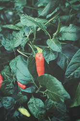 Similar image 8482400