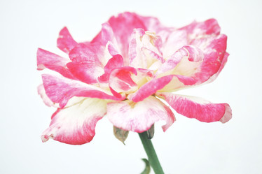 Similar image 8483130