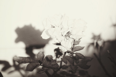 Similar image 8483138