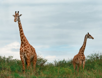 Similar image 8483363