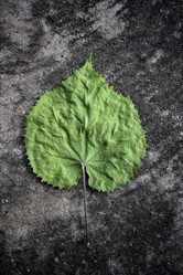 Similar image 8484971