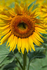 Similar image 8485279