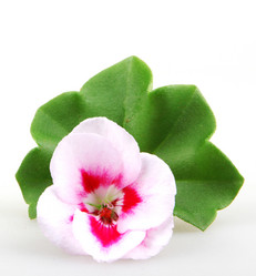 Similar image 8499451