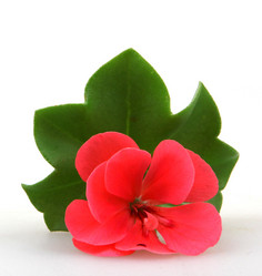 Similar image 8499508