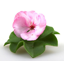 Similar image 8499510