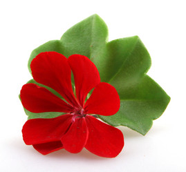 Similar image 8499512