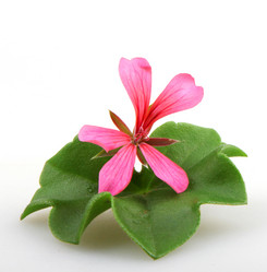 Similar image 8499514