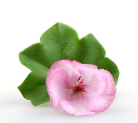 Similar image 8499516