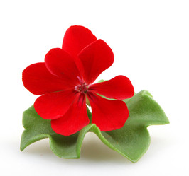 Similar image 8499518