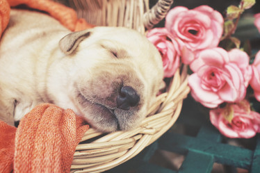 Similar image 8502383