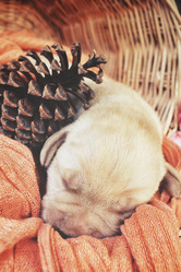 Similar image 8502384