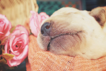 Similar image 8502386