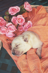 Similar image 8502387