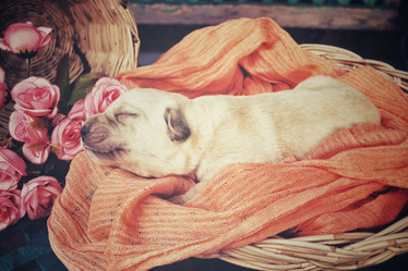 Similar image 8502390