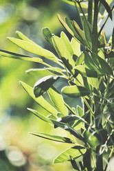 Similar image 8503100