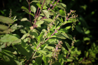 Similar image 8503131