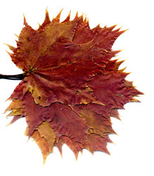 Similar image 8505753