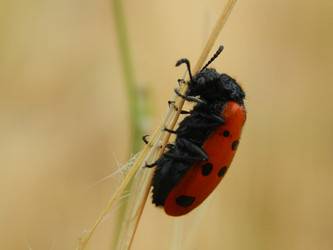 Similar image 8512008