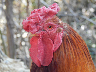 Similar image 8512013