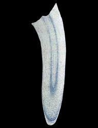 Similar image 8513889