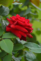 Similar image 8515255