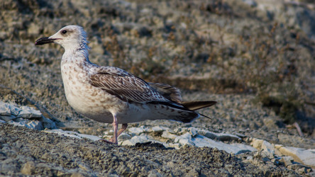 Similar image 8516665