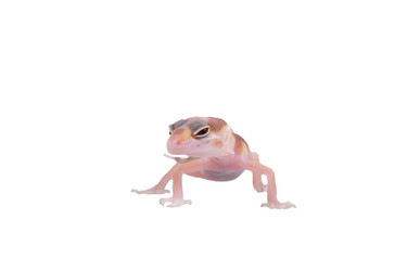 Similar image 8524741