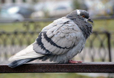 Similar image 8524743