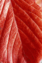 Similar image 8524865