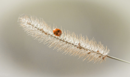 Similar image 8524881