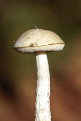 Similar image 8525751