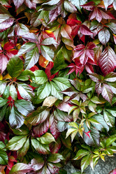 Similar image 8525786