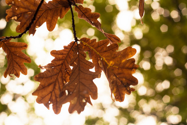 Similar image 8526161