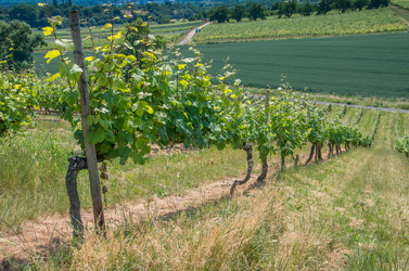 Similar image 8527329