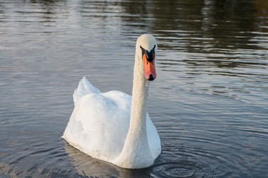 Similar image 8527558