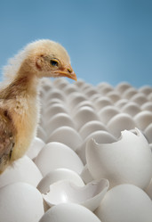 Similar image 8527683