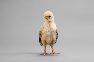 Similar image 8527685