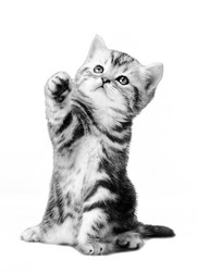 Similar image 8527711