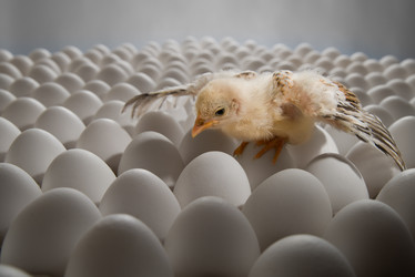 Similar image 8527718