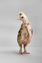 Similar image 8527726