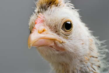 Similar image 8527729