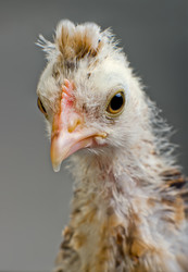 Similar image 8527733