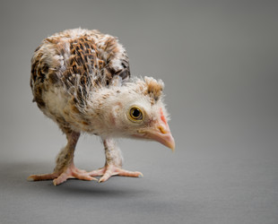 Similar image 8527747