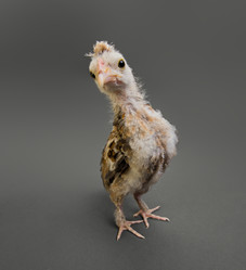 Similar image 8527749