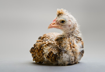 Similar image 8527752