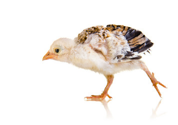 Similar image 8527886