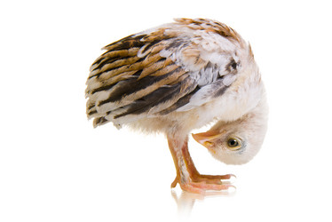 Similar image 8527906