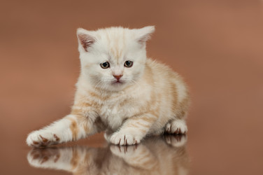 Similar image 8528144