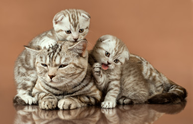 Similar image 8528147