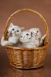 Similar image 8528285